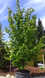 Eisenholzbaum